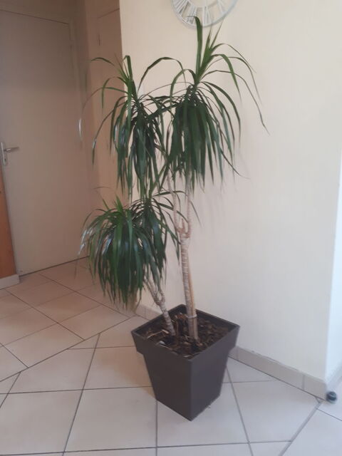 Dragonnier en pot marron, grande taille, 25 euros
25 Saint-Just (35)