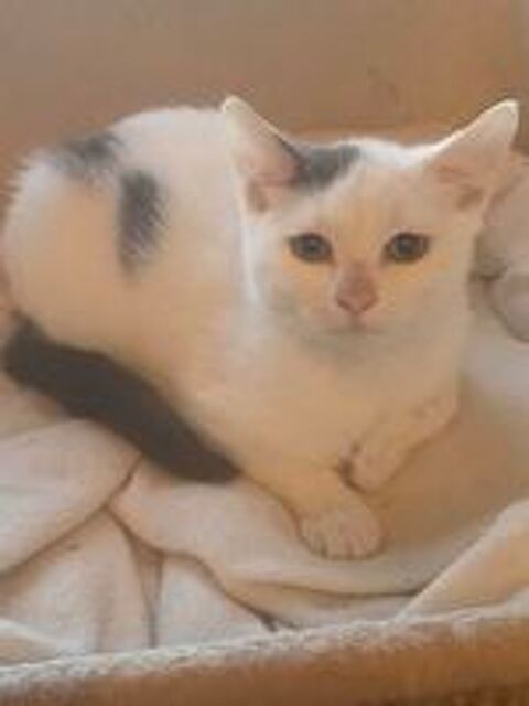   Chaton adorable  