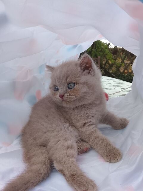Magnifiques chatons British shorthair NON Loof 990 17460 Rioux