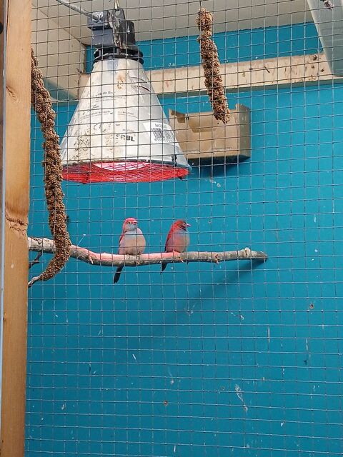 Cordon bleu 0 01300 Brgnier-cordon