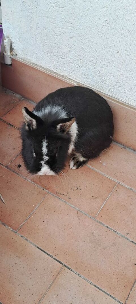 lapin nain 0 06230 Villefranche-sur-mer