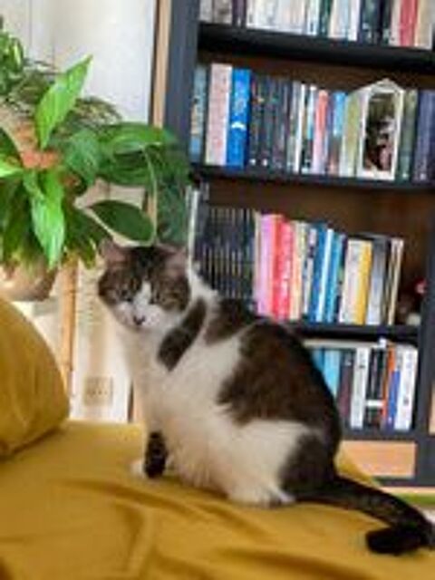   Impr�vue, femelle type Europ�en n�e en 2016 