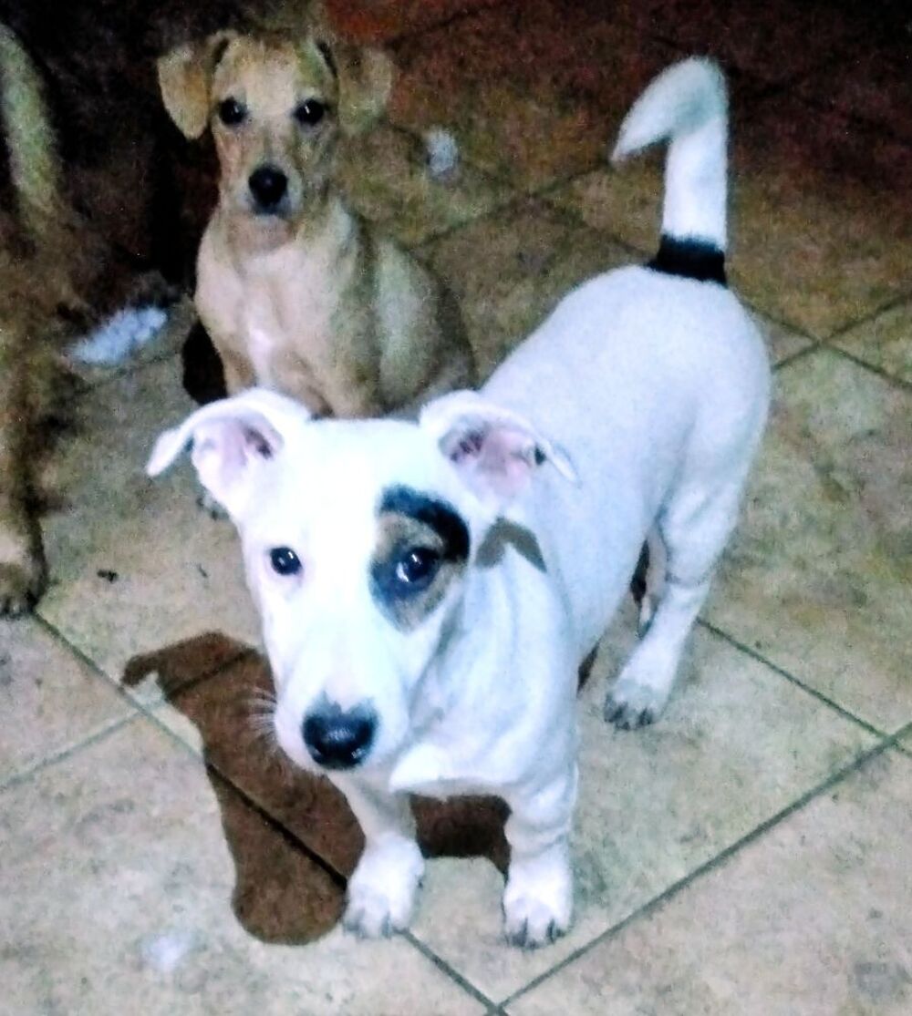    SPLENDIDES Chiots JACK RUSSEL 