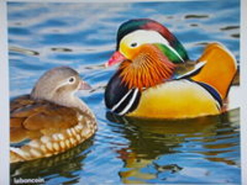   CANARD MADARIN 