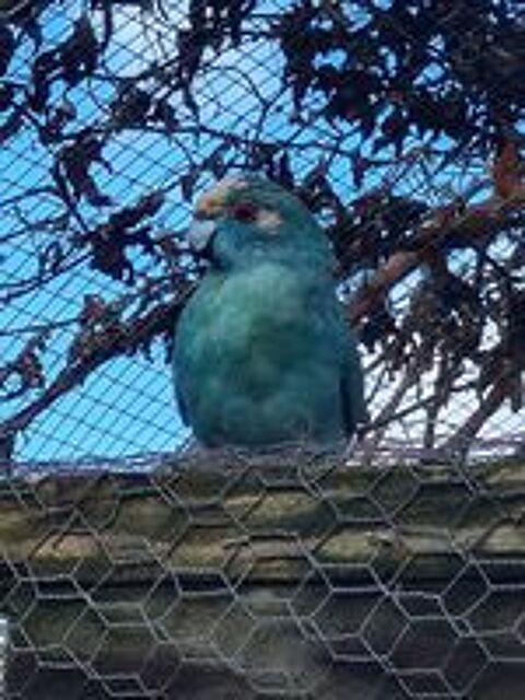   kakariki bleu 