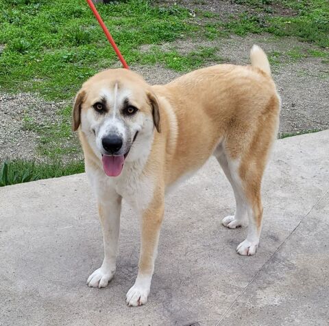 VOBO alias CHAUSSETTE, berger blanc et roux, 3 ans 200 34500 Bziers