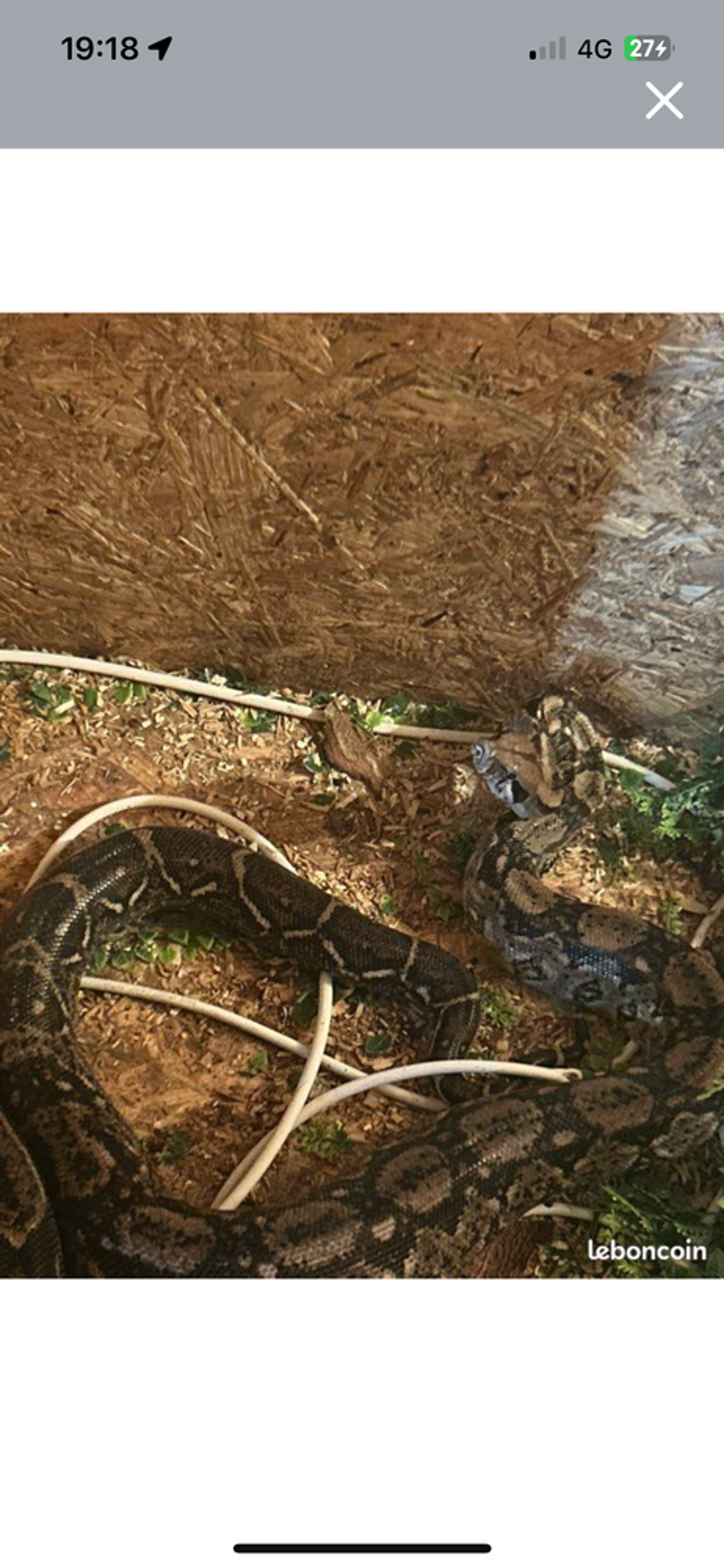   boa et lézard 