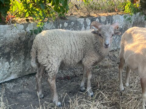 Mouton Belier Ouessant 5 mois 1/2 Blanc 60 47000 Agen