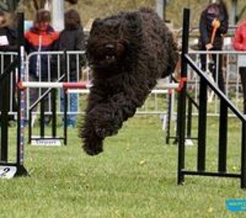   Chiots Bouvier des Flandres 