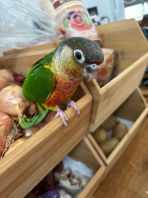 Conure de 3 mois 180 41220 Thoury