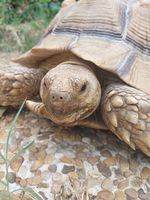   Magnifique tortue Sulcata de 20 ans cherche nouveau foyer 