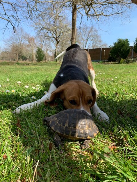 recherche tortue adulte 0 33000 Bordeaux
