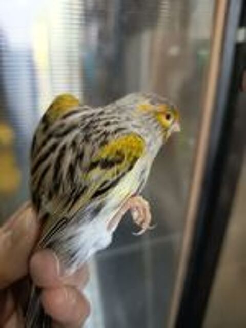   canaris 