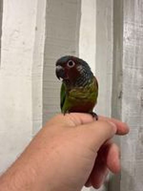   Conure Emma mâle 2026  