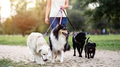 Services et Promenades des chiens 0 56450 Surzur