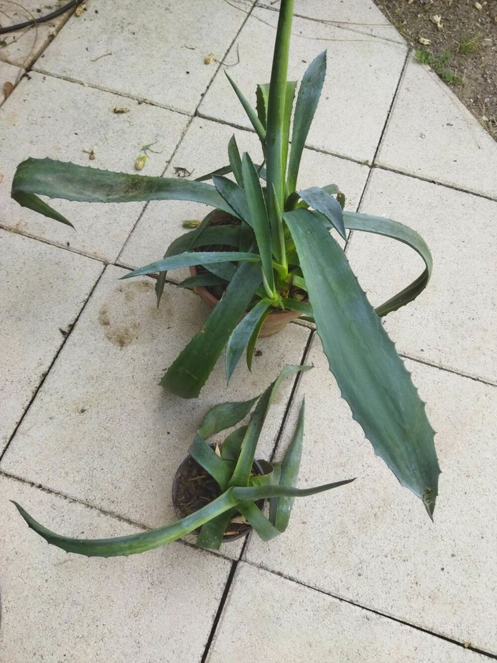 Plan d'agave Jardin
