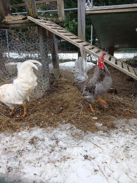 Je deux magnifiques coqs 40 73200 Mercury