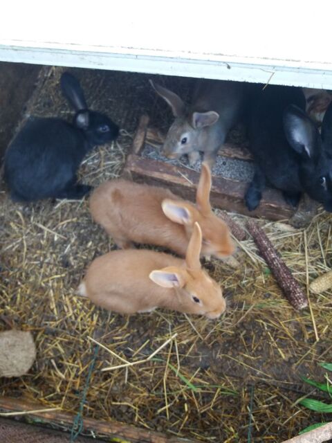 Lapins 0 85250 Saint-andr�-goule-d'oie