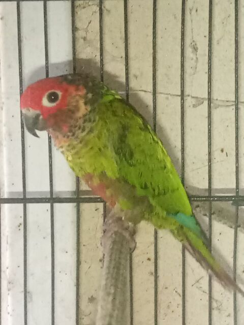 conure roseifront 50 49330 Chteauneuf-sur-sarthe