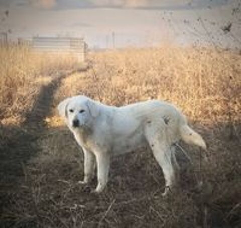   MARLEY 