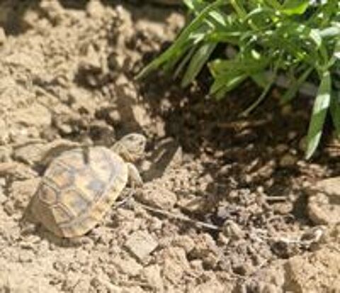   Tortue de terre  