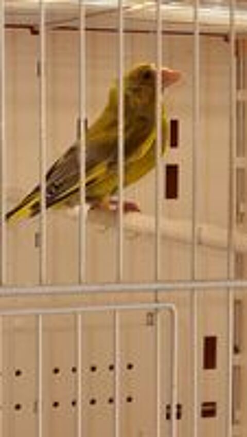   Verdier mutation  