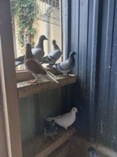   pigeons voyageurs 