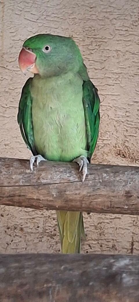 Femelle grand alexandre 300 91120 Palaiseau