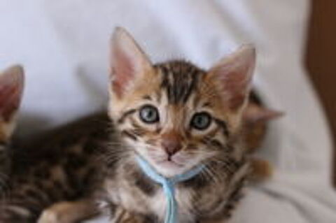   Chatons Bengal LOOF sur La Rochelle 