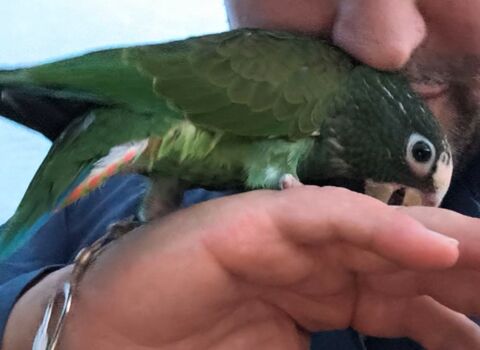 Pionus senilis 450 35210 Châtillon-en-vendelais