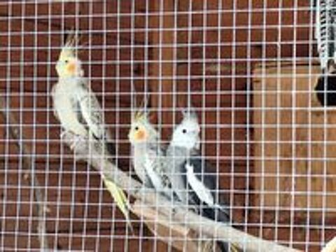   Donne perruches calopsittes 