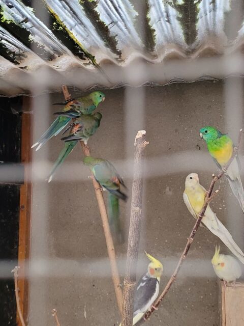 Perruches Croupion rouge 25 60390 Auneuil