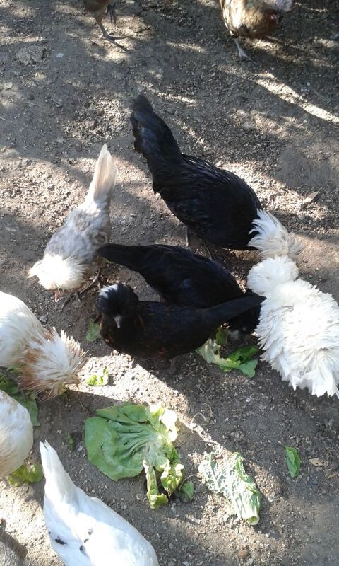 coq padou 10 87620 Séreilhac
