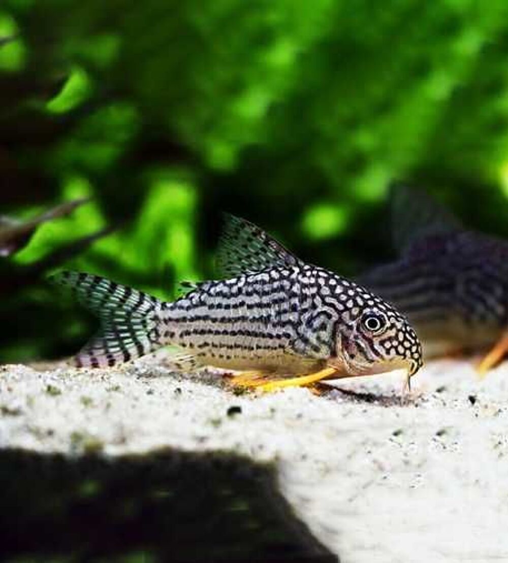 poisson d'aquarium corydoras sterbai Jardin