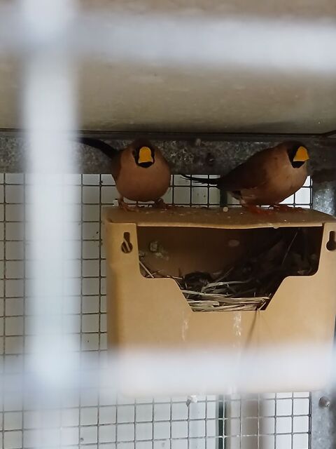 Couple oiseaux masqu&eacute;s 70 44150 Ancenis