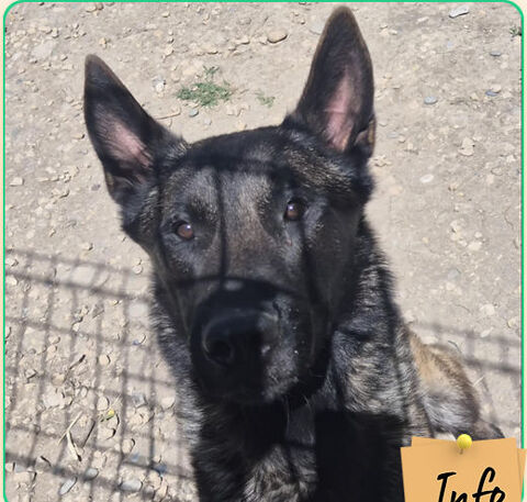 Venom II 230 26700 Pierrelatte