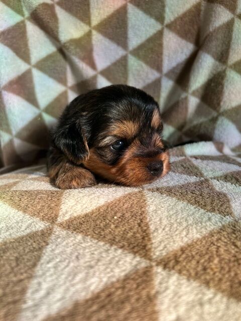 Yorkshire terrier male 1050 85340 Les sables-d'olonne