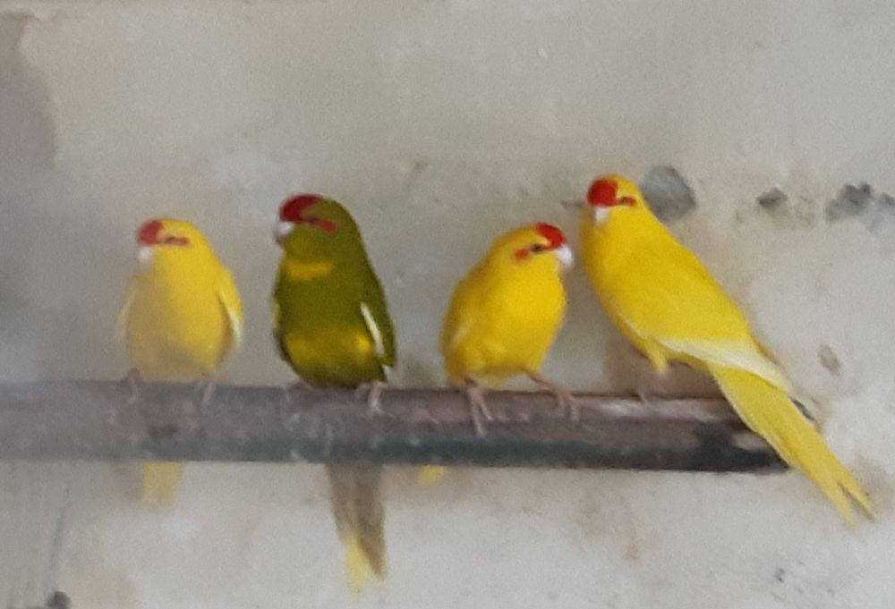   Kakarikis  