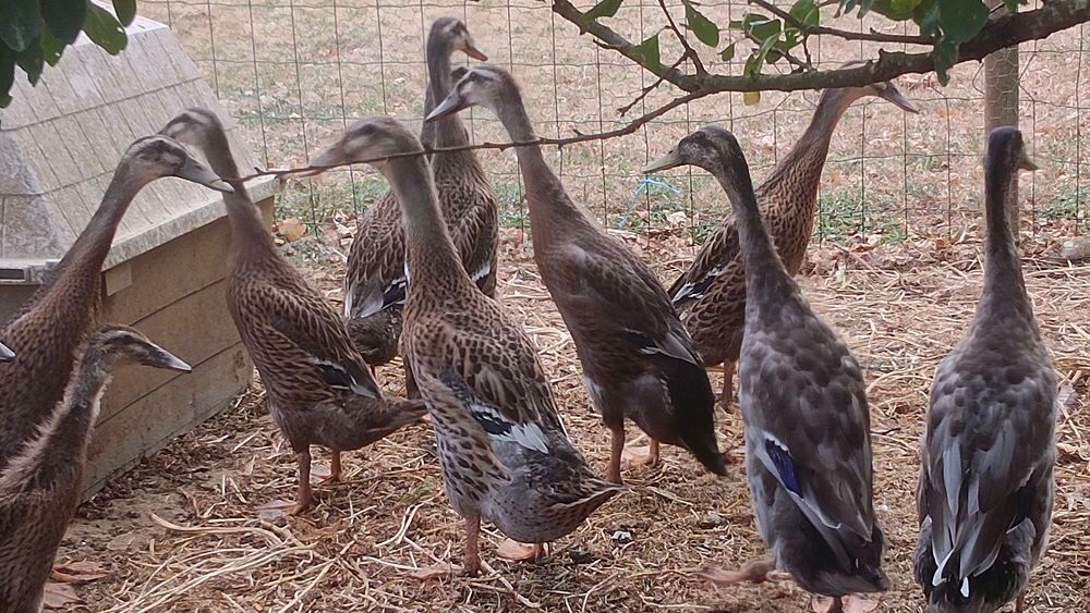   Canes coureurs indiens  