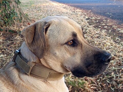 Azzu, femelle croisée Labrador, née le 01/01/2022 &#128054; 380 18000 Bourges