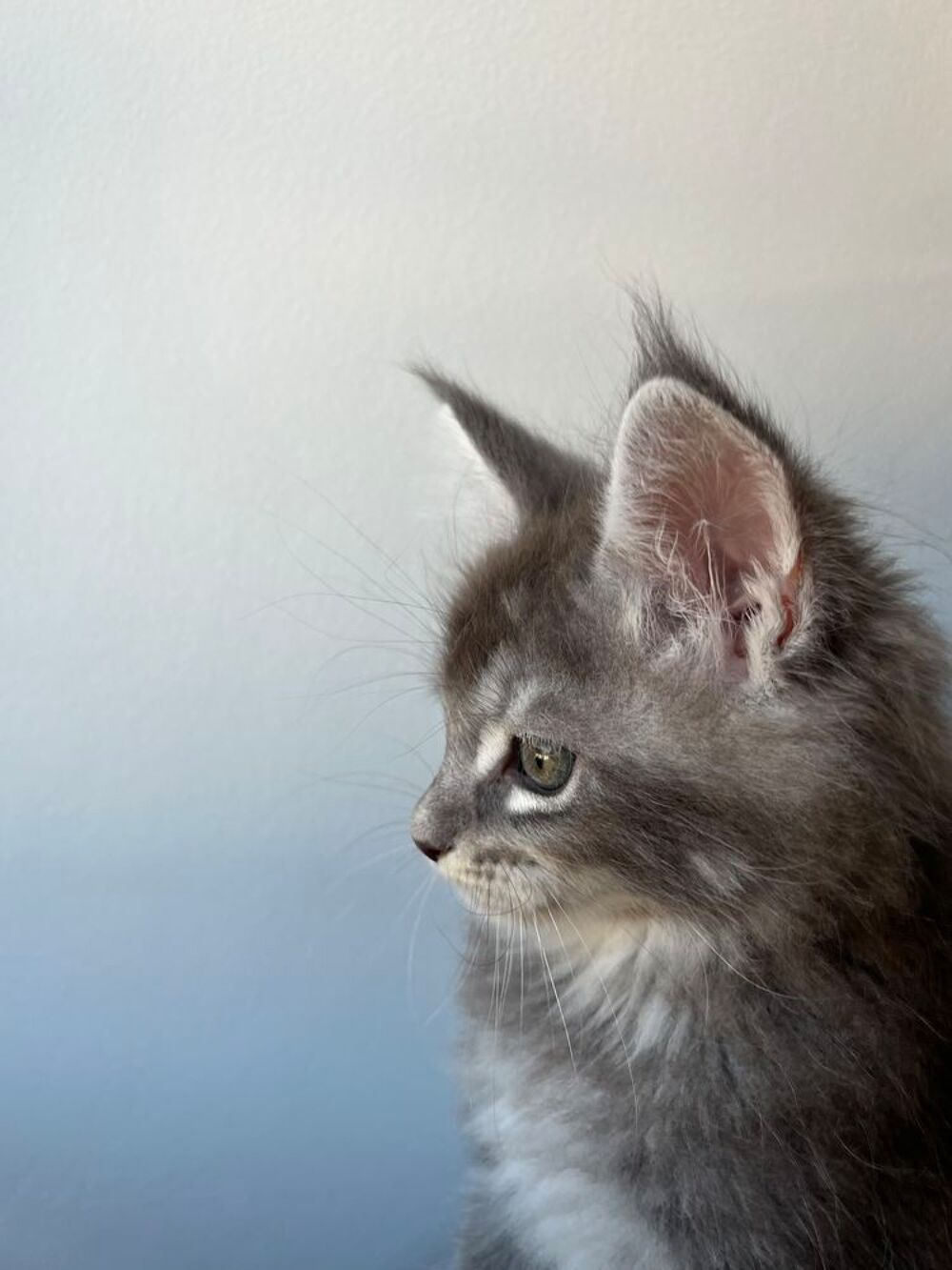  Chaton Maine coon lignée russe 