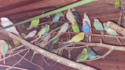 perruches ondul&eacute;s 20 34450 Vias