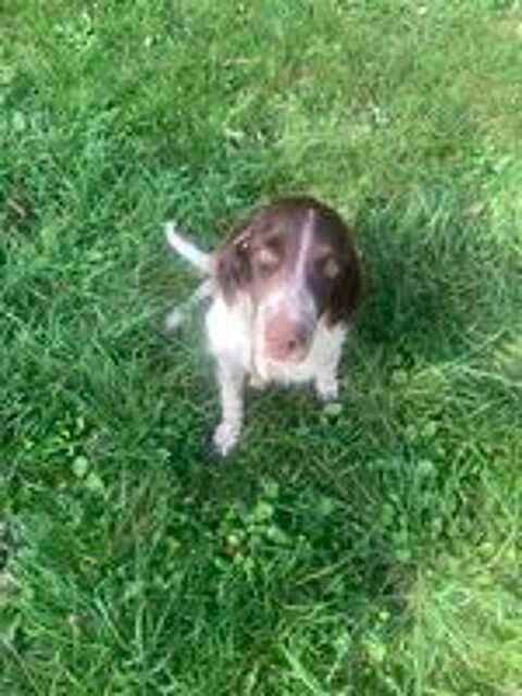   Chiots Epagneul Français 