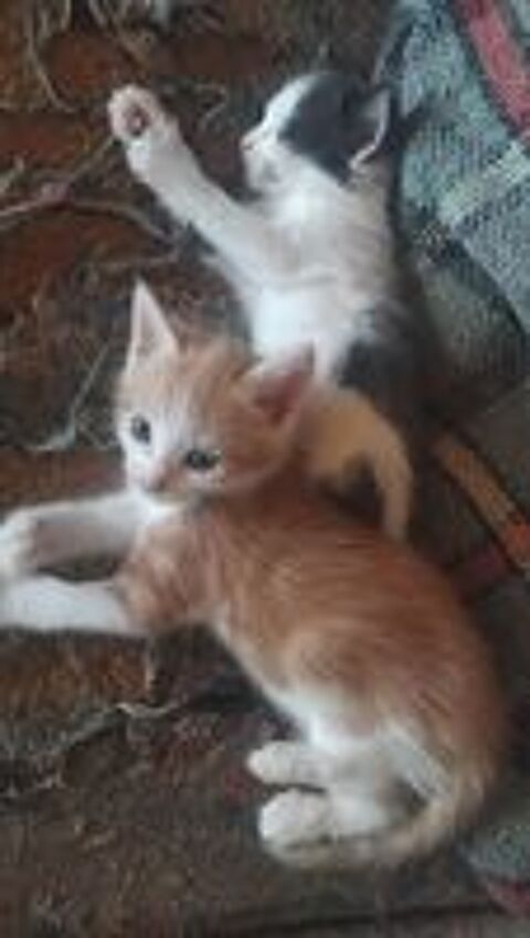   Donne 5 petits chatons  