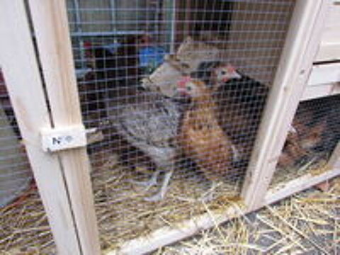   lots coquelets et poulettes croisés anglais 