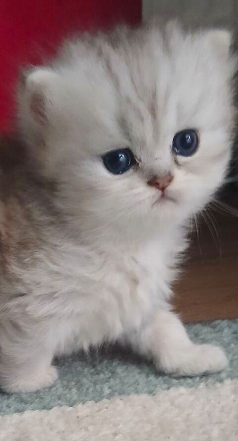 Tr&egrave;s mignon chaton femelle persan chinchilla  1250 92600 Asni�res-sur-seine
