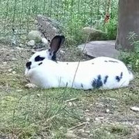   Lapin SMURF à l adoption 