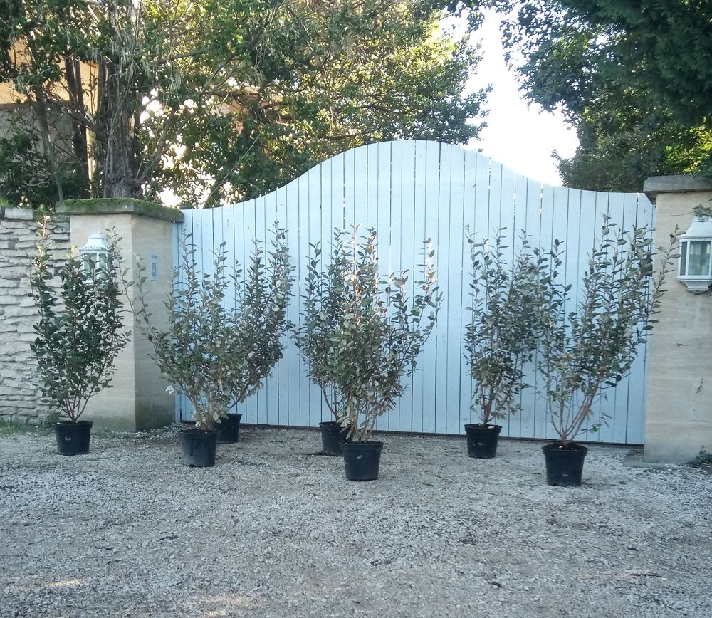 Arbuste d'ornement persistant 'Eleagnus Ebbingei' Jardin