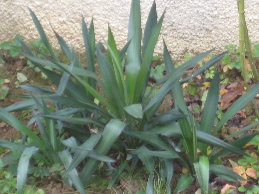 yucca Jardin