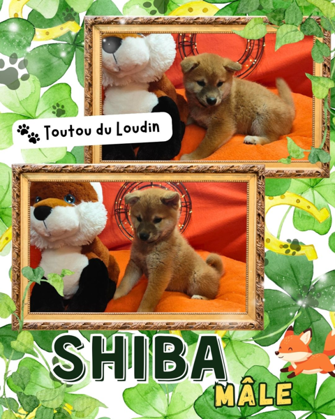 Chiot shiba inu m&acirc;le 700 18140 Pr�cy